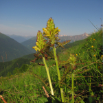 Pedicularis sibthorpii