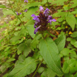 Prunella vulgaris