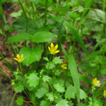 Saxifraga cymbalaria