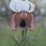 Iris iberica