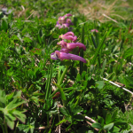 Corydalis conorhiza