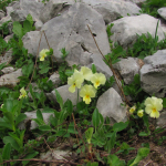 Viola oreades