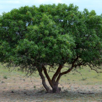 Pistacia mutica