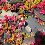 Sedum stevenianum