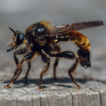 Laphria flava