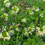 Daphne glomerata