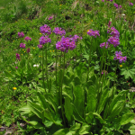 Primula auriculata