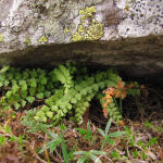 Asplenium viride