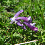 Corydalis conorhiza