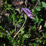 Corydalis conorhiza