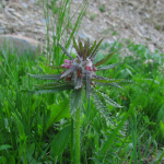 Pedicularis wilhelmsiana