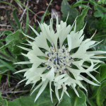 Centaurea cheiranthifolia