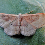 Idaea degeneraria