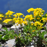 Draba hispida