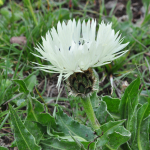 Centaurea cheiranthifolia