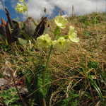 Primula ruprechtii