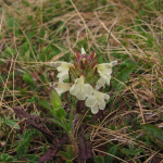 Pedicularis armena