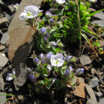 Veronica telephiifolia