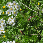 Anemone fasciculata