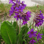 Primula amoena