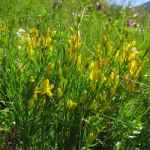 Genista transcaucasica