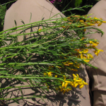 Genista transcaucasica