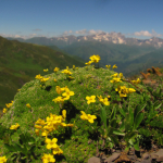 Draba bryoides