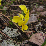 Viola minuta