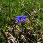 Gentiana pyrenaica