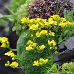 Draba bryoides