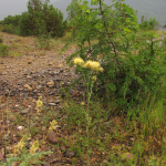 Centaurea reflexa