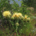 Centaurea reflexa