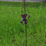 Verbascum phoeniceum