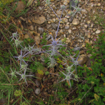 Eryngium caeruleum