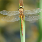 Aeshna isoceles, male