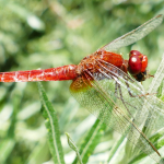 Crocothemis erythraea, male