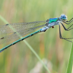 Lestes dryas, male