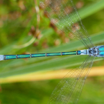 Lestes dryas, male