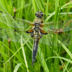 Libellula quadrimaculata, male