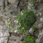 Draba ossetica