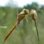 Sympetrum vulgatum decoloratum, male