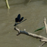 Calopteryx splendens intermedia, male