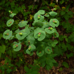 Euphorbia macroceras