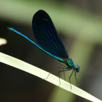 Calopteryx virgo festiva, male