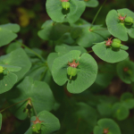 Euphorbia macroceras