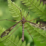 Tipula latifurca