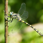 Cordulegaster insignis charpentieri, male