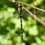 Cordulegaster picta, male