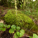 Pyrola minor