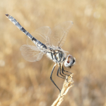 Selysiothemis nigra, male